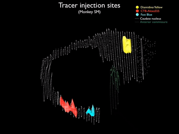 CDt_injectionsites